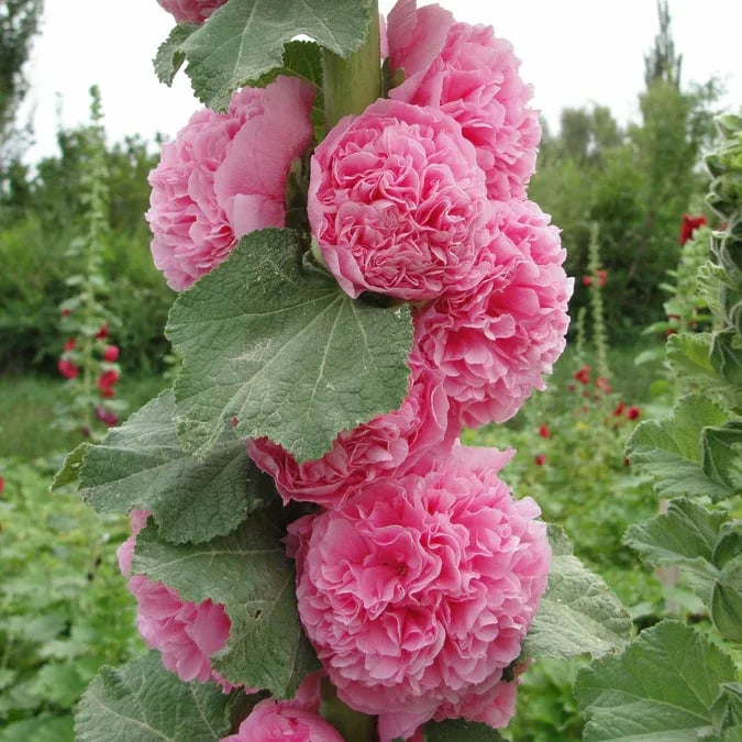 Stockrosensamen mit gefüllten Blüten – Alcea rosea 100 Samen