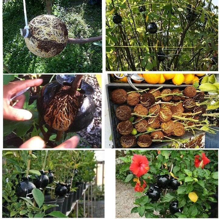 Wurzelkultivierungsbox für Pflanzen – Beschleunigt das Wurzelwachstum