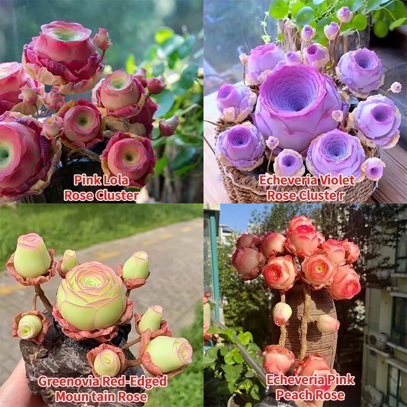 RoseVale™ Sukkulenten-Samen – Atemberaubendes Rosenförmiges Grün, Das Vernachlässigung Gut Verträgt