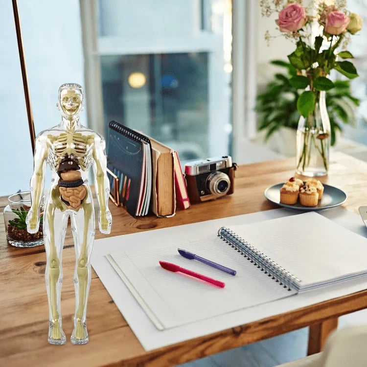 AnaVista™ – Entdecken Sie die Geheimnisse des menschlichen Körpers mit praktischer, verblüffender Klarheit