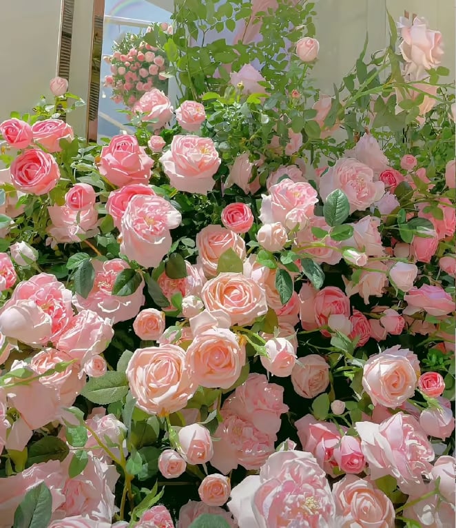 Die Königin der Blumen – Kletterrosensamen