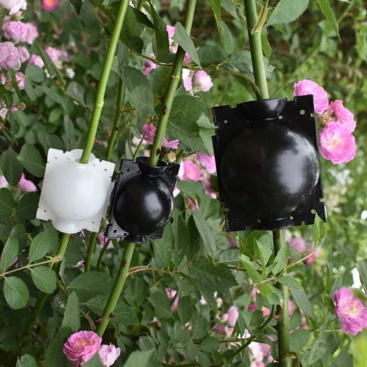 Wurzelkultivierungsbox für Pflanzen – Beschleunigt das Wurzelwachstum