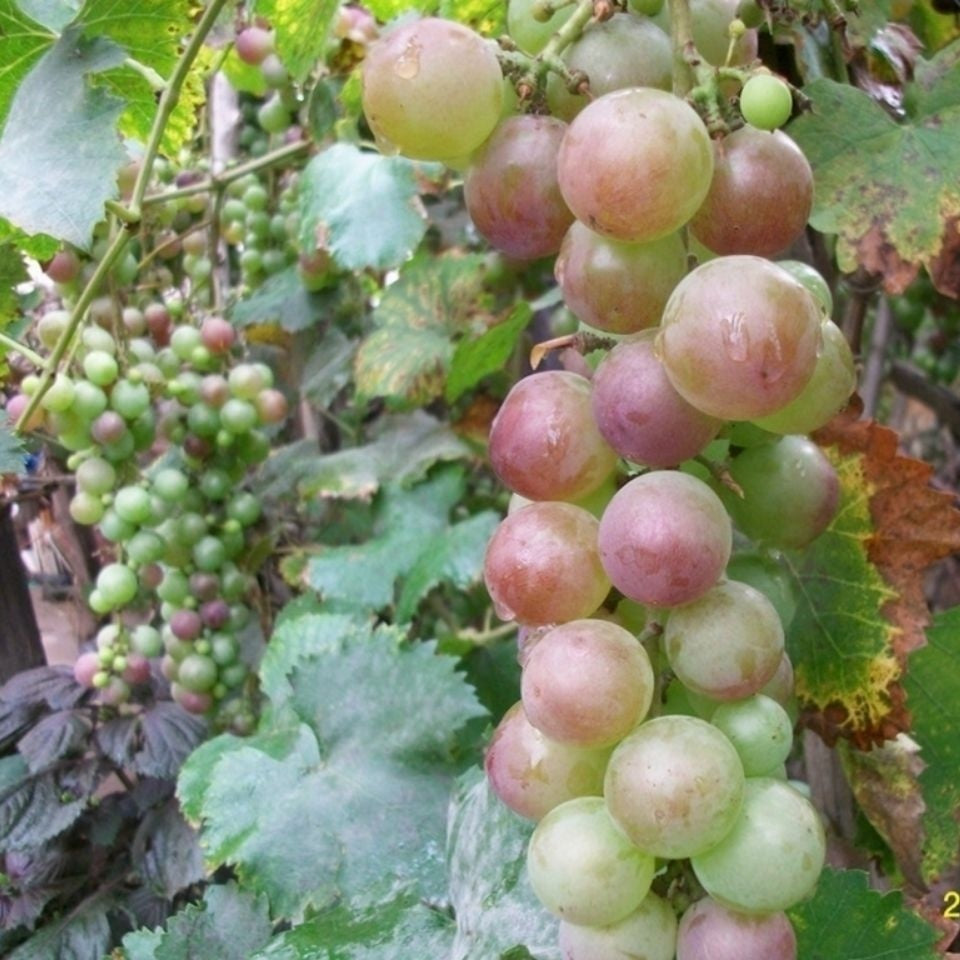 Samen für kernlosen Weintraubenbaum – Pflegeleicht & kein Spalier erforderlich