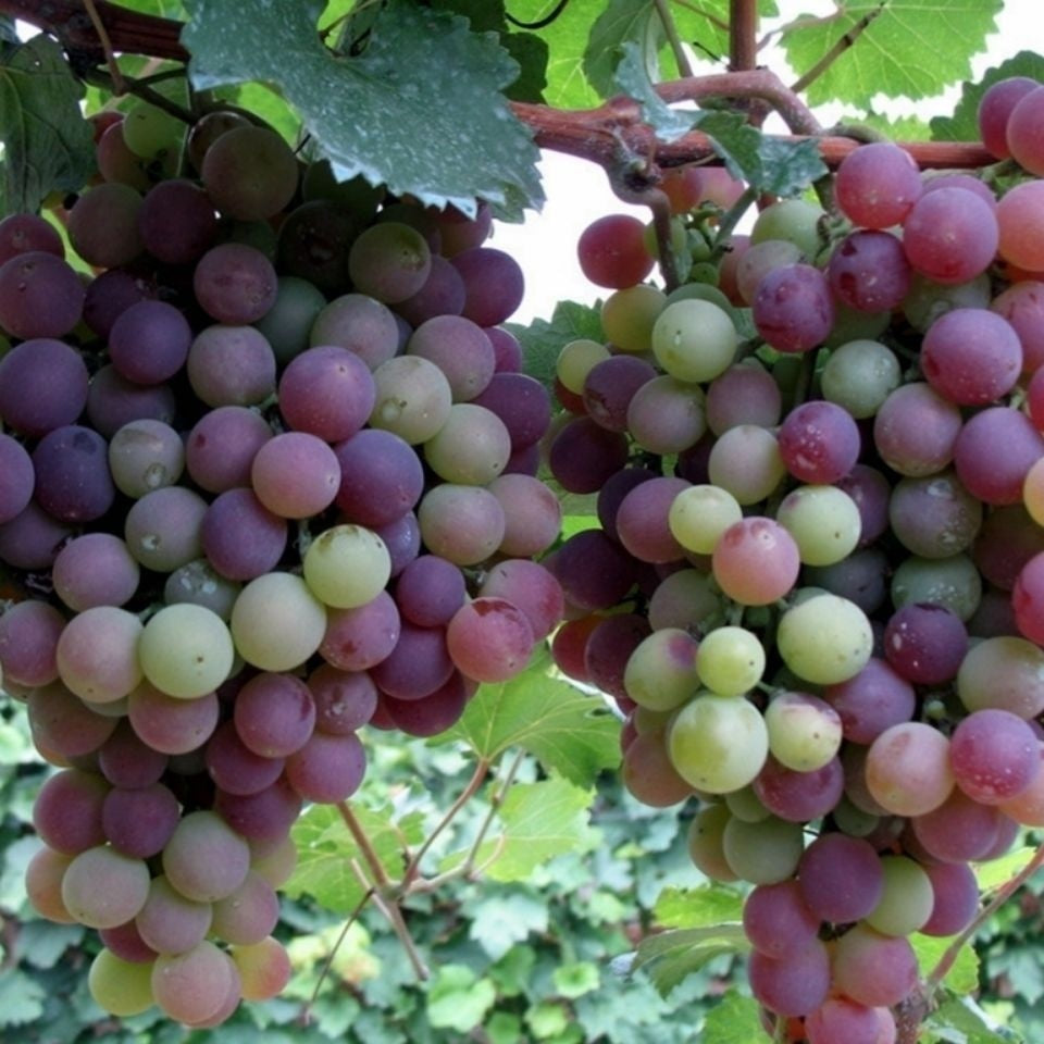 Samen für kernlosen Weintraubenbaum – Pflegeleicht & kein Spalier erforderlich