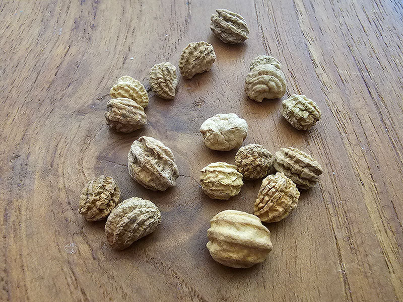 Kirschsamen – Premium Qualität