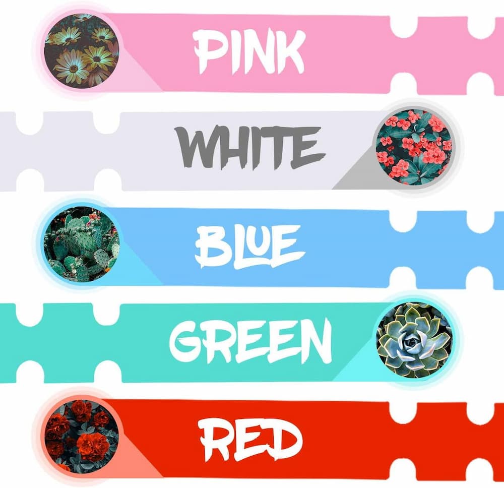 50+50 GRATIS | LabelGarden – Pflanzen einfach markieren & organisiert halten!