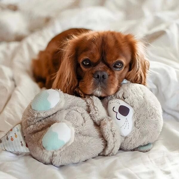 SnugPet™ - Kuschelfreund Beruhigender Teddy für Haustiere (50% RABATT)