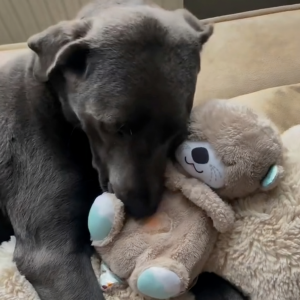 SnugPet™ - Kuschelfreund Beruhigender Teddy für Haustiere (50% RABATT)