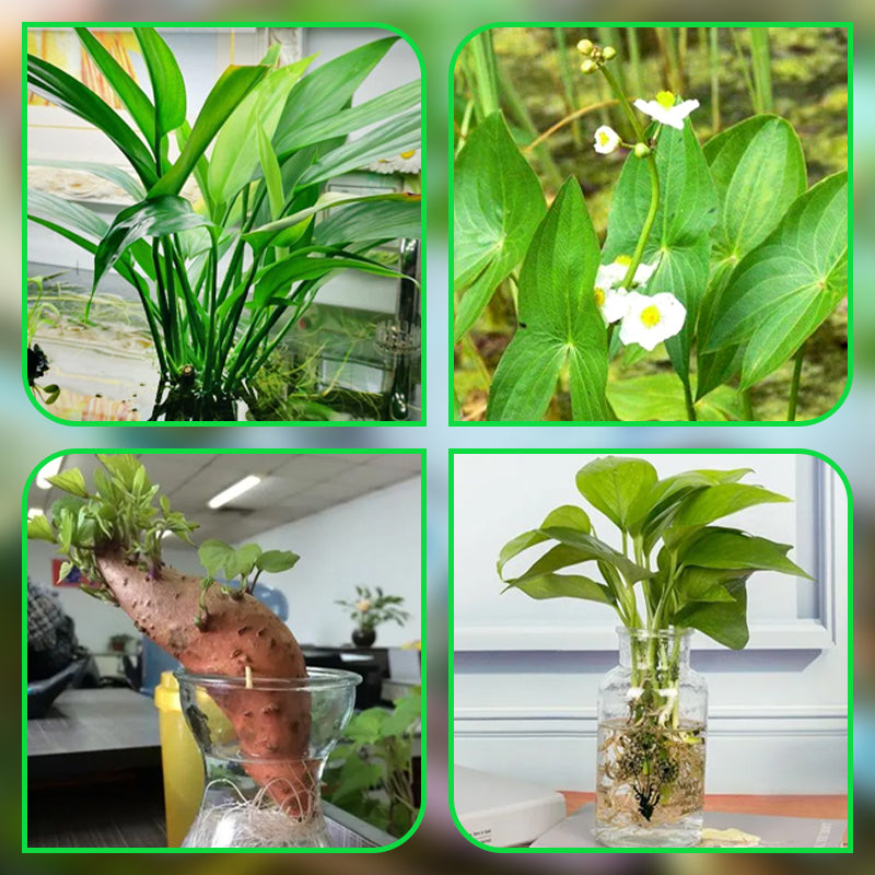 1+1 GRATIS | HydroScope – Wurzelüberwachung leicht gemacht