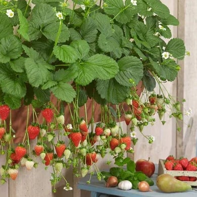 RadiBerry™ — Wachsen Sie für immer frische Erdbeeren, die täglich nähren und erfreuen