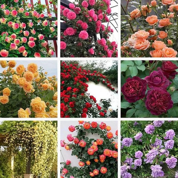 1+1 GRATIS | BloomVine™ — Verwandeln Sie Ihren Raum in eine üppige, romantische Gartenoase