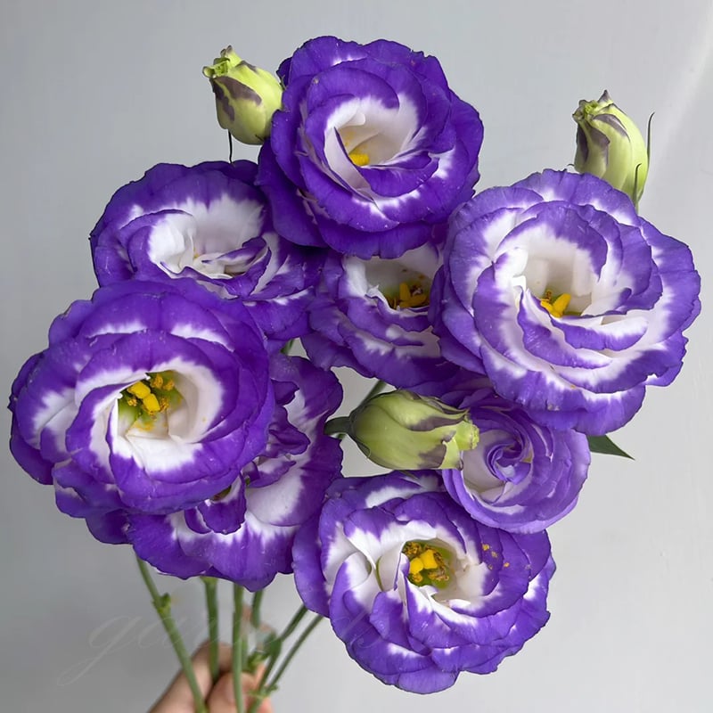 BlossomVelvet™ — Blühe strahlend ohne eine einzige Sorge um Dornen