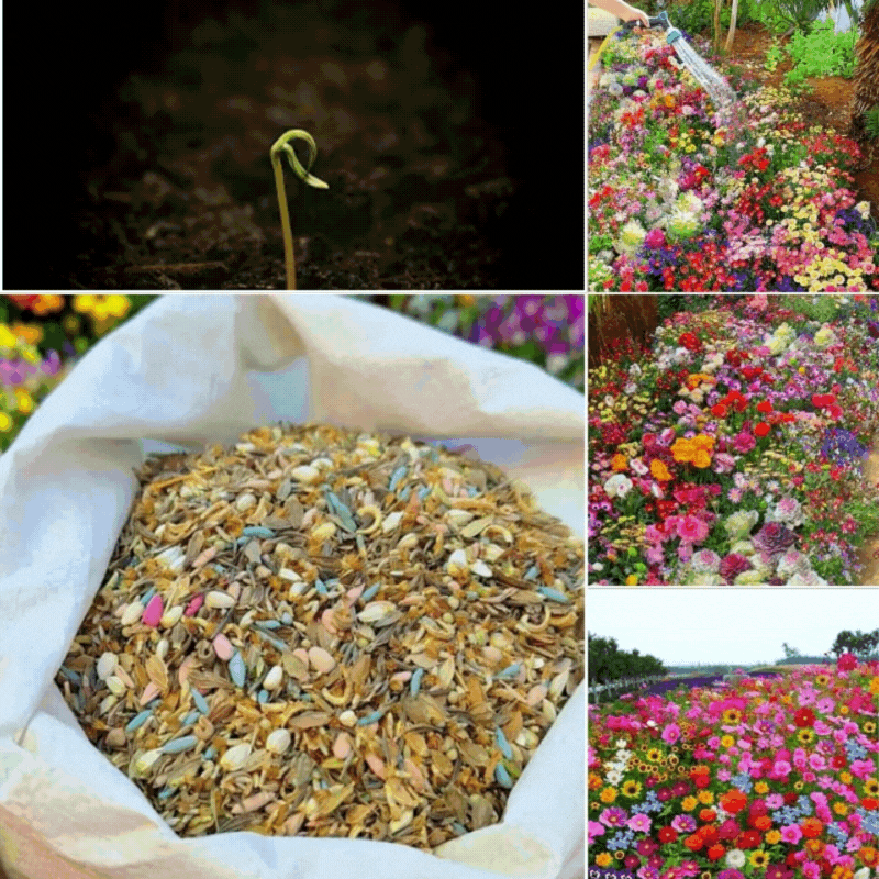 FloraVibe™ – Verwandle deinen Garten in ein ganzjährig blühendes Paradies