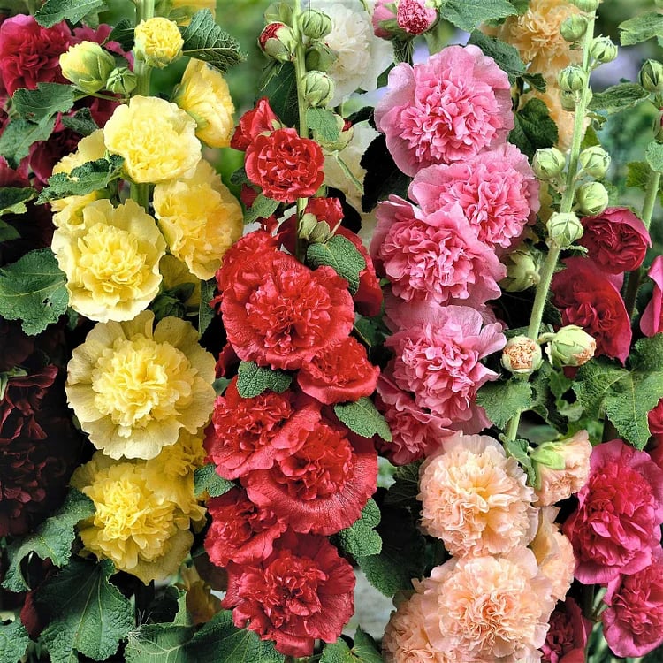 Stockrosensamen mit gefüllten Blüten – Alcea rosea 100 Samen