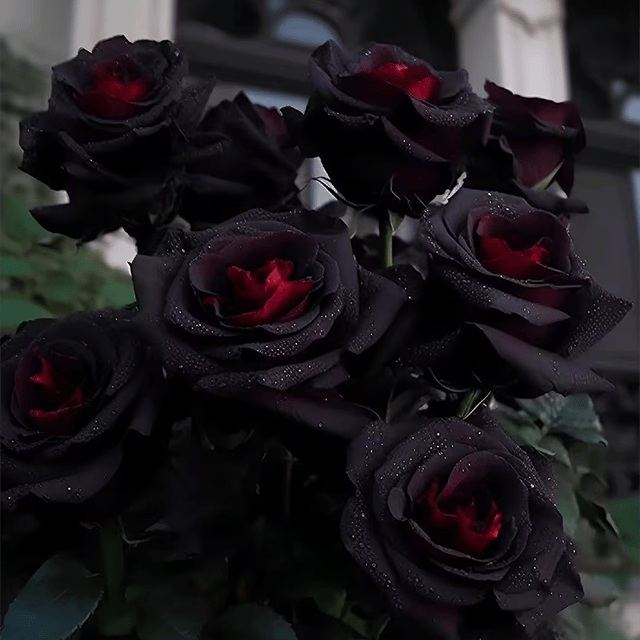Midnight Ember™ — Entzünden Sie Ihren Garten mit kühner Schönheit und feuriger Eleganz