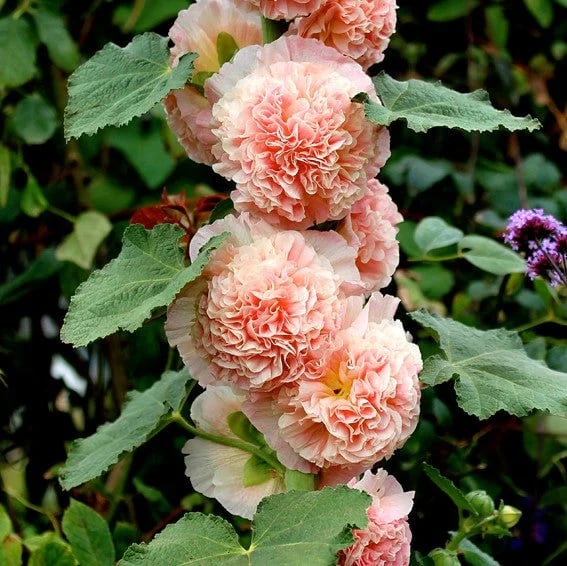 Stockrosensamen mit gefüllten Blüten – Alcea rosea 100 Samen