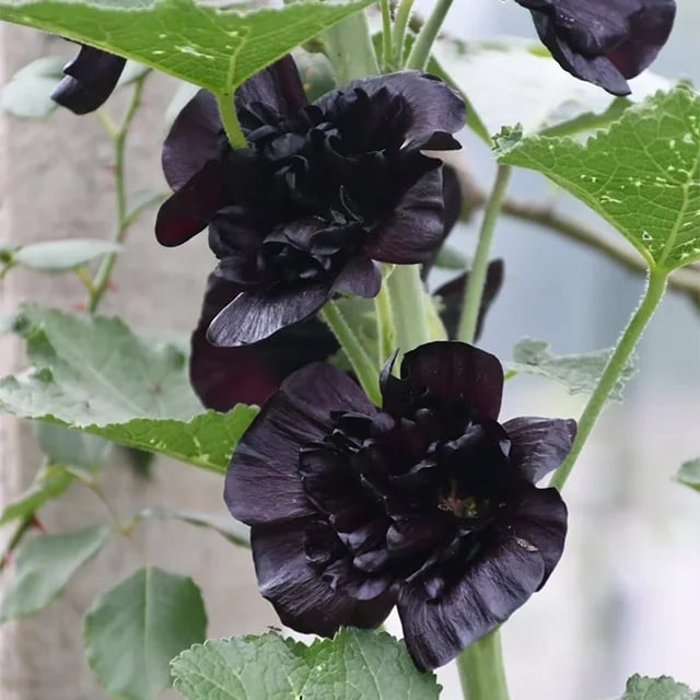 Stockrosensamen mit gefüllten Blüten – Alcea rosea 100 Samen