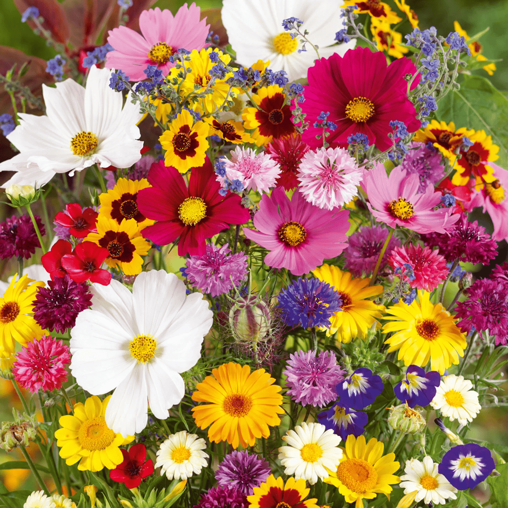 FloraVibe™ – Verwandle deinen Garten in ein ganzjährig blühendes Paradies