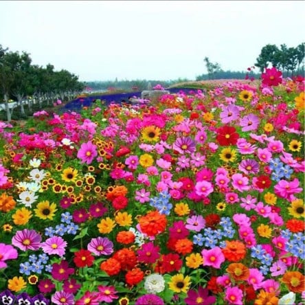 FloraVibe™ – Verwandle deinen Garten in ein ganzjährig blühendes Paradies