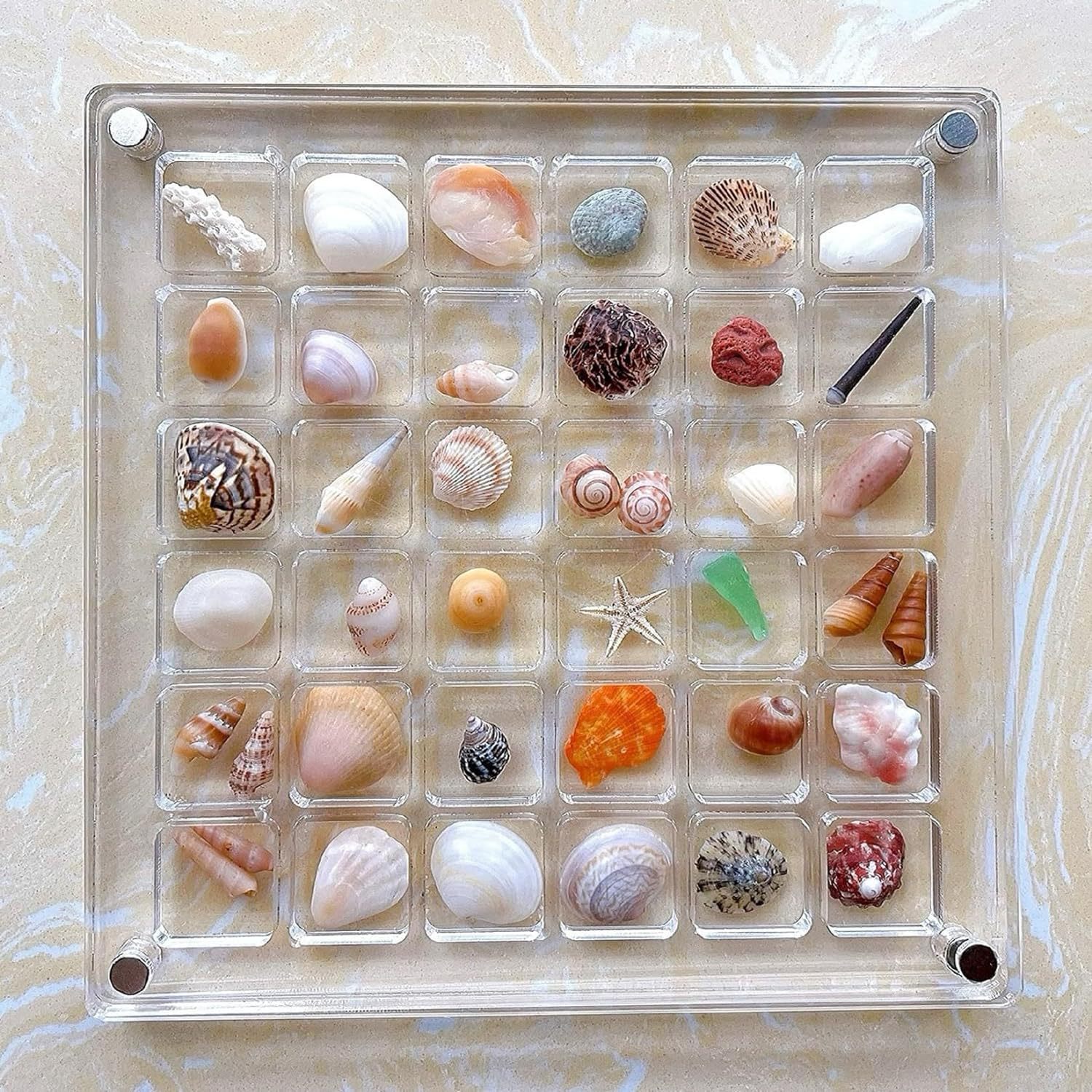 ShellGlo™ - Acryl Magnet Muschel Aufbewahrungsbox