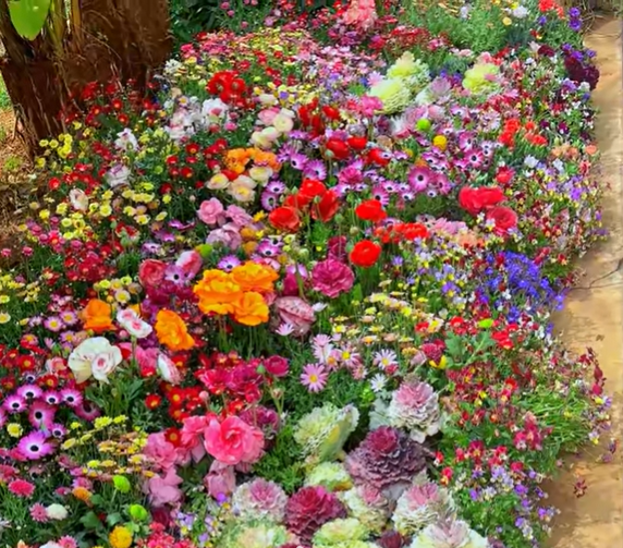 FloraVibe™ – Verwandle deinen Garten in ein ganzjährig blühendes Paradies