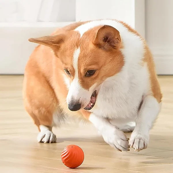 PupPlay™ - Automatischer Smart Teasing Hundeball (50% RABATT)