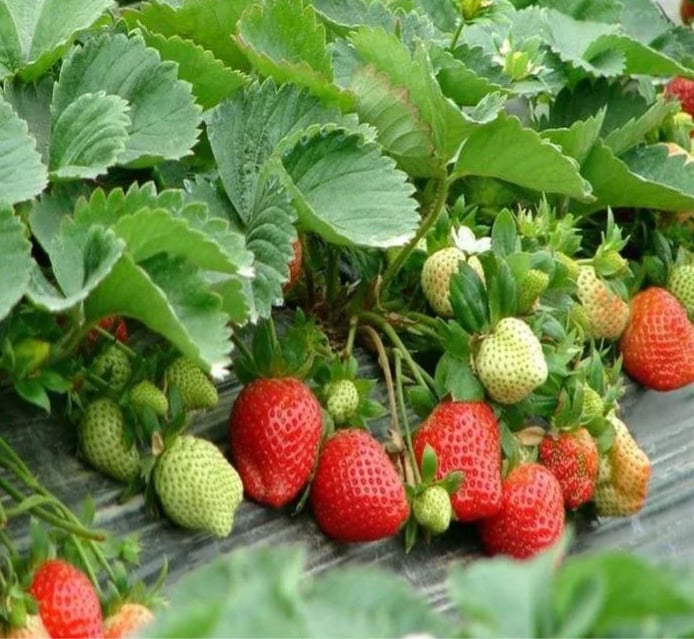 RadiBerry™ — Wachsen Sie für immer frische Erdbeeren, die täglich nähren und erfreuen