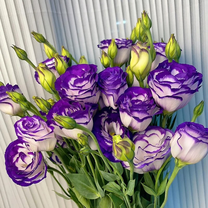 BlossomVelvet™ — Blühe strahlend ohne eine einzige Sorge um Dornen