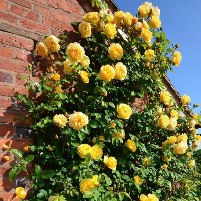 Die Königin der Blumen – Kletterrosensamen