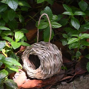 NestHaven – Biete Kolibris ein sicheres Zuhause für jedes Jahr