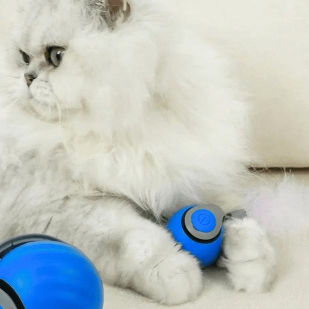 Ultimativer Spielball für Katzen - Selbst-aktivierend