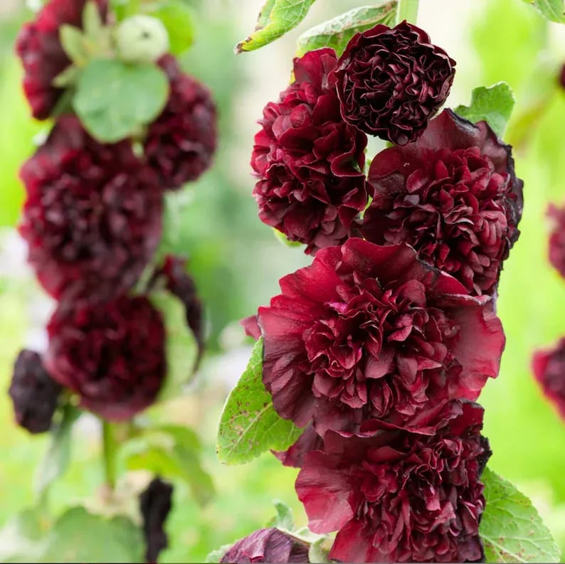 Stockrosensamen mit gefüllten Blüten – Alcea rosea 100 Samen