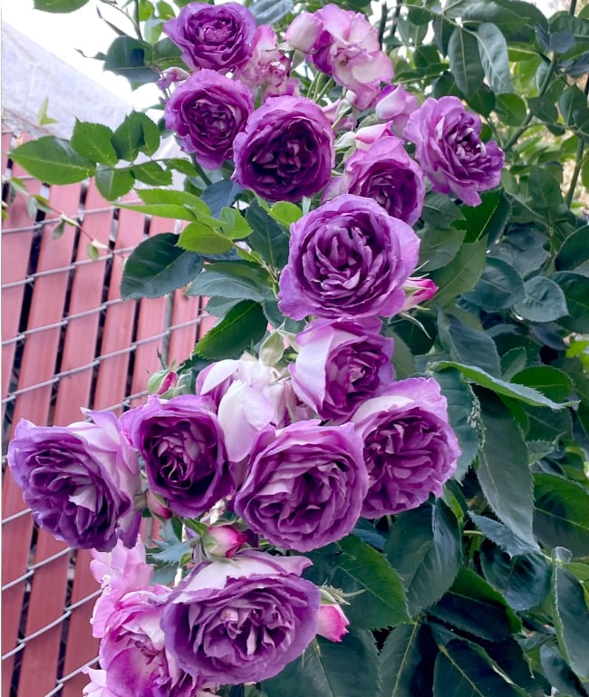1+1 GRATIS | BloomVine™ — Verwandeln Sie Ihren Raum in eine üppige, romantische Gartenoase