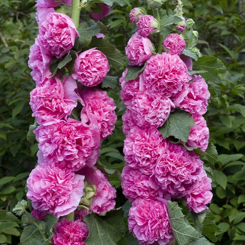Stockrosensamen mit gefüllten Blüten – Alcea rosea 100 Samen