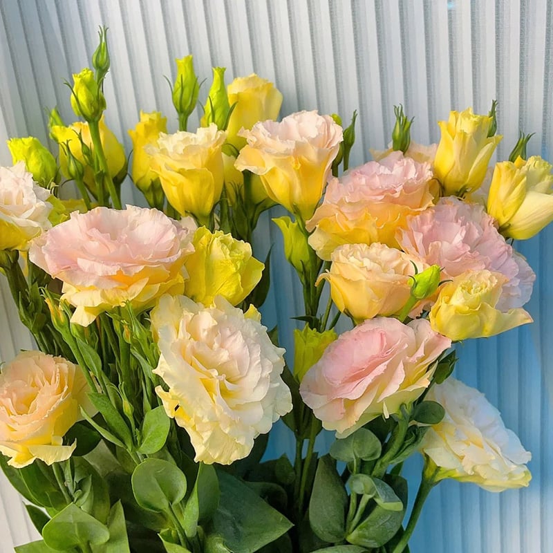 CrimsonDawn™ Rosensamen – Bringen Sie endlose Farben und dornenfreie Schönheit in Ihren Garten