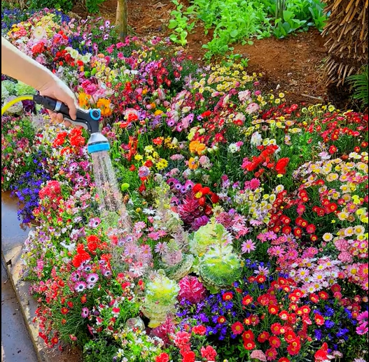 FloraVibe™ – Verwandle deinen Garten in ein ganzjährig blühendes Paradies