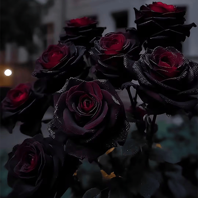 Midnight Ember™ — Entzünden Sie Ihren Garten mit kühner Schönheit und feuriger Eleganz