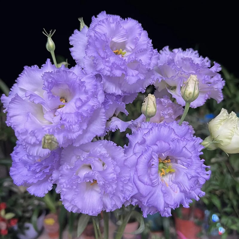 CrimsonDawn™ Rosensamen – Bringen Sie endlose Farben und dornenfreie Schönheit in Ihren Garten