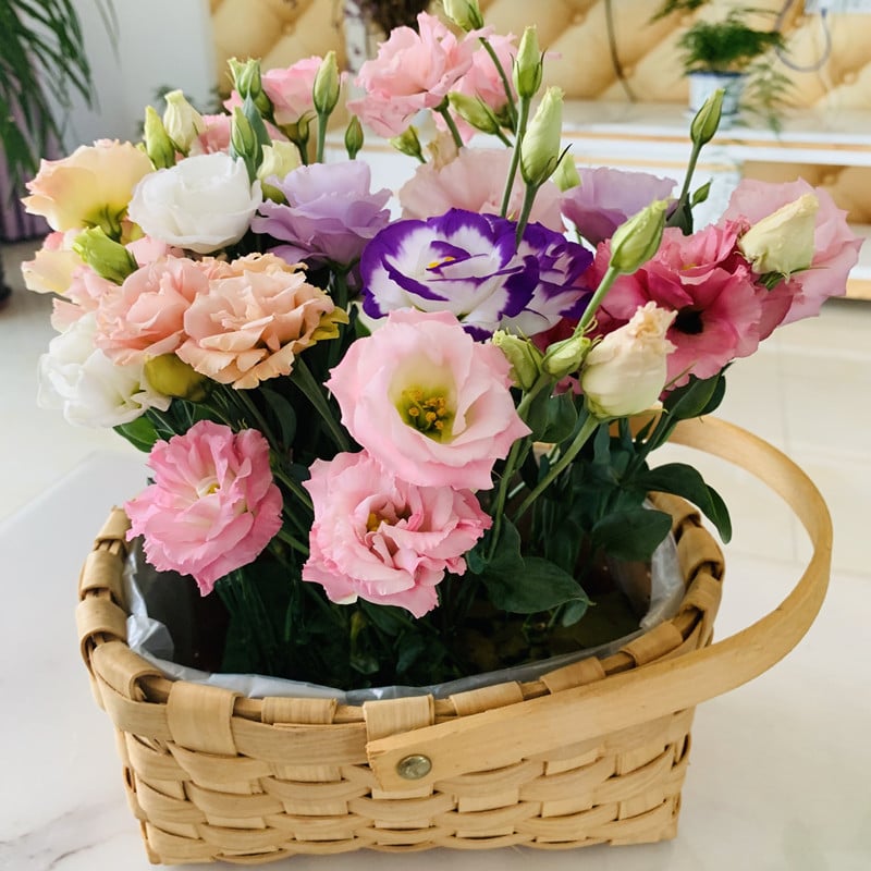 Eustoma Thornless Rose Samen – langanhaltende Blütezeit