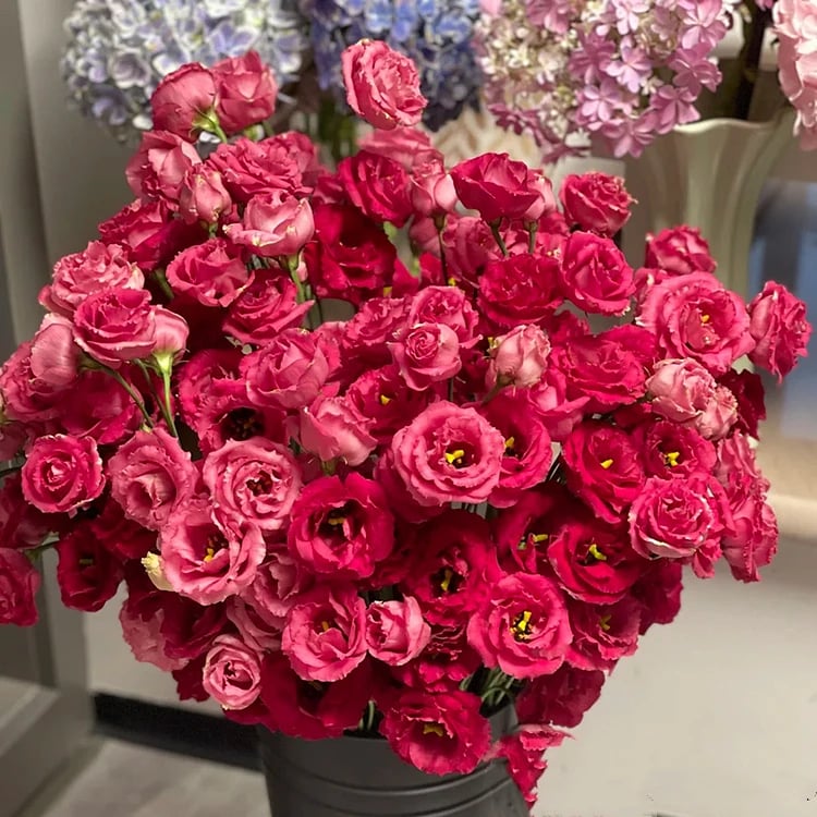 CrimsonDawn™ Rosensamen – Bringen Sie endlose Farben und dornenfreie Schönheit in Ihren Garten