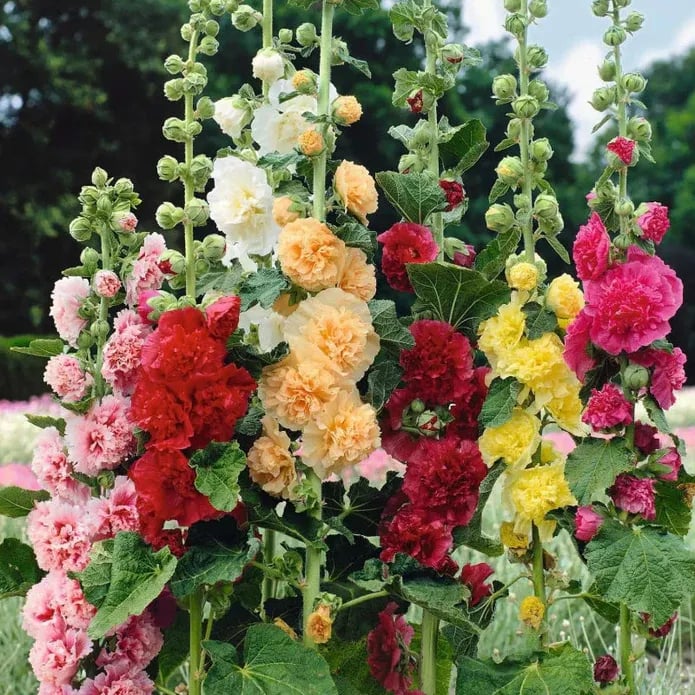 Stockrosensamen mit gefüllten Blüten – Alcea rosea 100 Samen