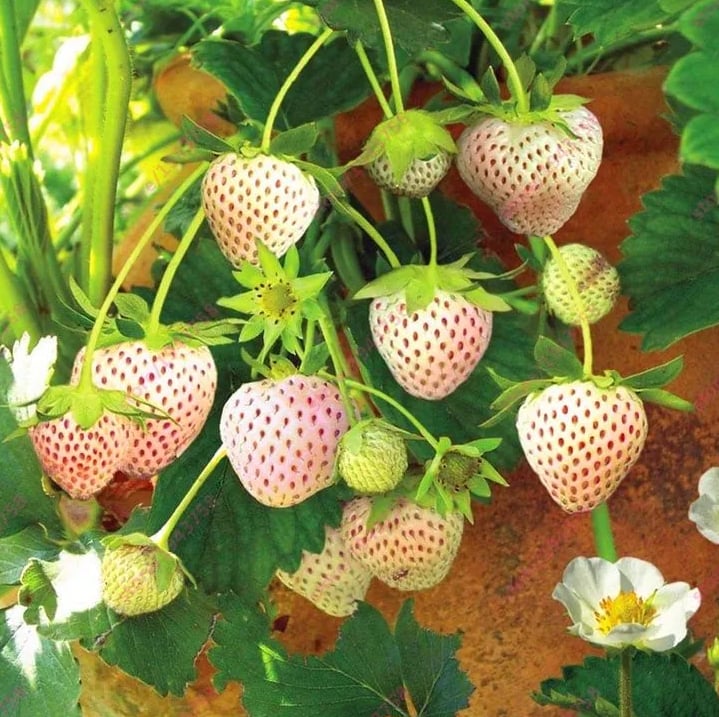 RadiBerry™ — Wachsen Sie für immer frische Erdbeeren, die täglich nähren und erfreuen