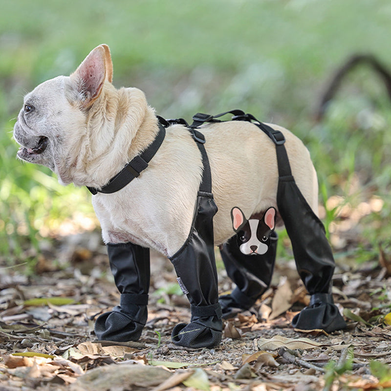 PawGuard - Sichere und komfortable Pfoten | 1+1 GRATIS