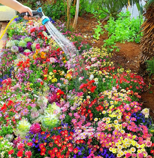 FloraVibe™ – Verwandle deinen Garten in ein ganzjährig blühendes Paradies