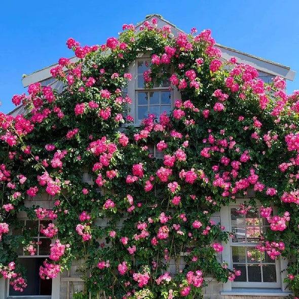 1+1 GRATIS | BloomVine™ — Verwandeln Sie Ihren Raum in eine üppige, romantische Gartenoase