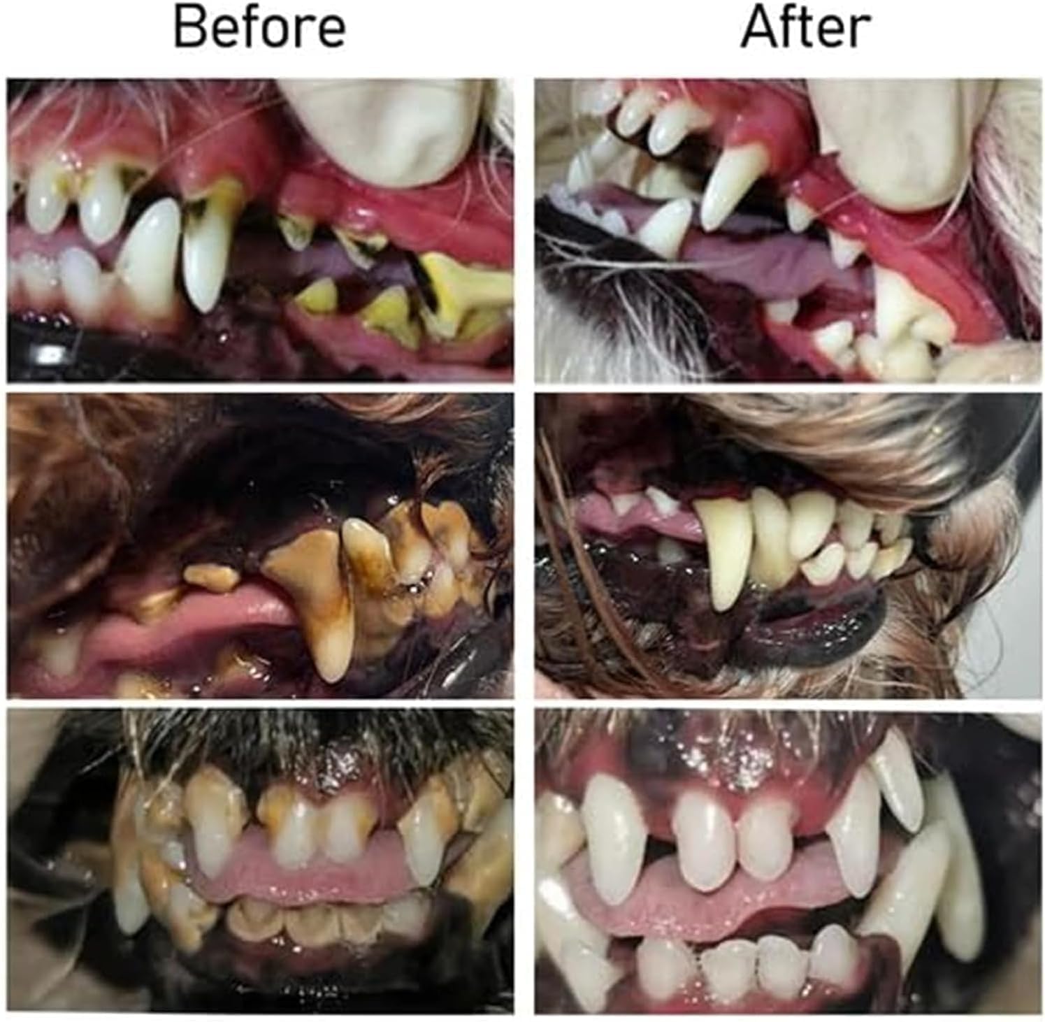 1+1 GRATIS | OralGlow™ - Die ultimative Lösung für die Zahngesundheit und den frischen Atem Ihres Haustieres!