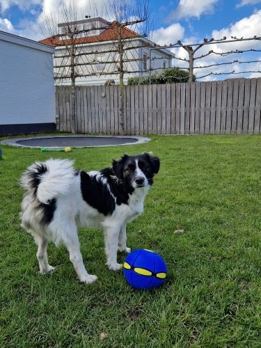 FurryFlyer™ - Der Scheibenball für Hunde 1+1 GRATIS