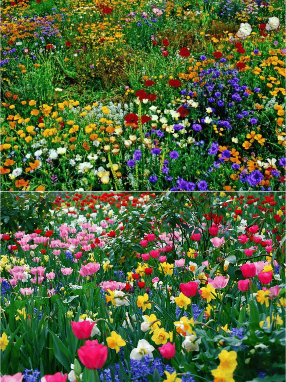 FloraVibe™ – Verwandle deinen Garten in ein ganzjährig blühendes Paradies