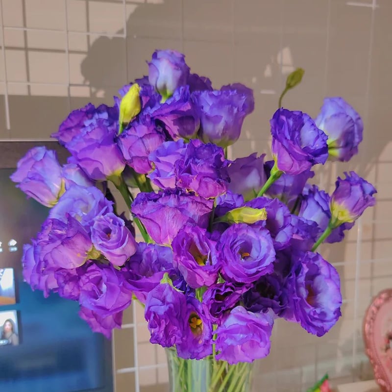 BlossomVelvet™ — Blühe strahlend ohne eine einzige Sorge um Dornen