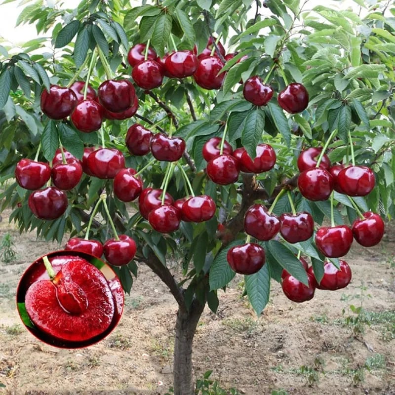 VeloraBerry™ — Wachsen Sie starke, saftige Kirschen, die Ihren Garten in ein süßes Paradies verwandeln